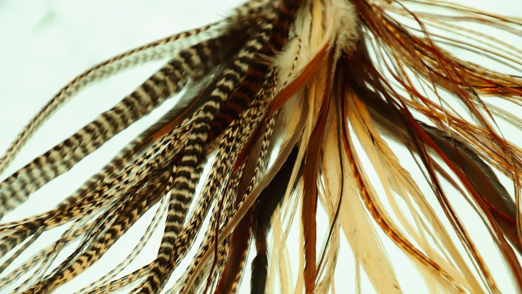 Plumas A Domicilio